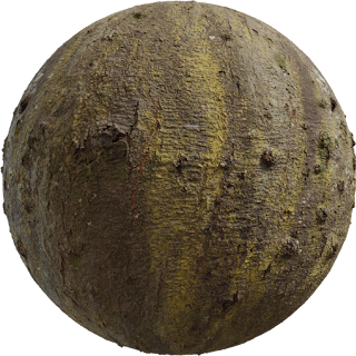 Japanese Hackberry Bark PBR 4K Wood
