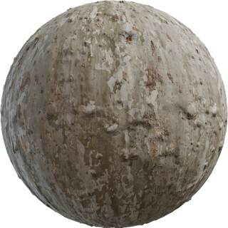 Japanese Sycamore PBR 4K PBR
